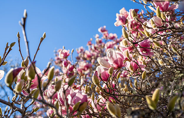 Blossoming-Magnolia-Tree-A-Brief-Look-Into-Magnolia-Tree-px-body